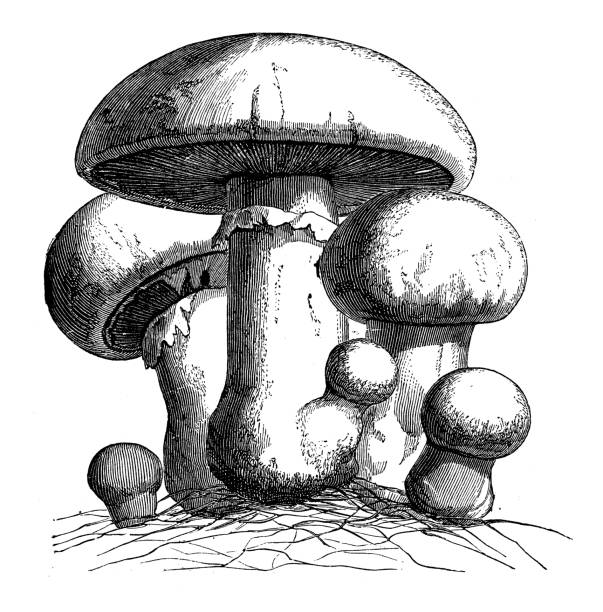 istockphoto-878517670-612x612 Botany plants antique engraving illustration: Agaricus campestris (field mushroom, meadow mushroom)